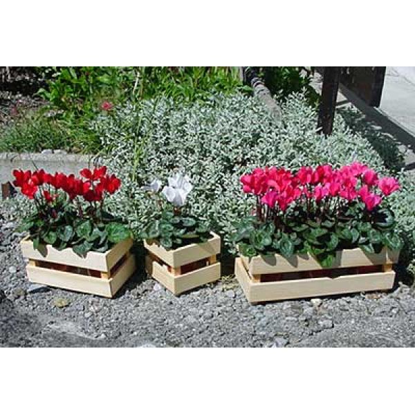 Blumenharass für 3 Pflanze